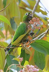 Olive-throated Parakeet